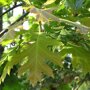 Quercus rubra